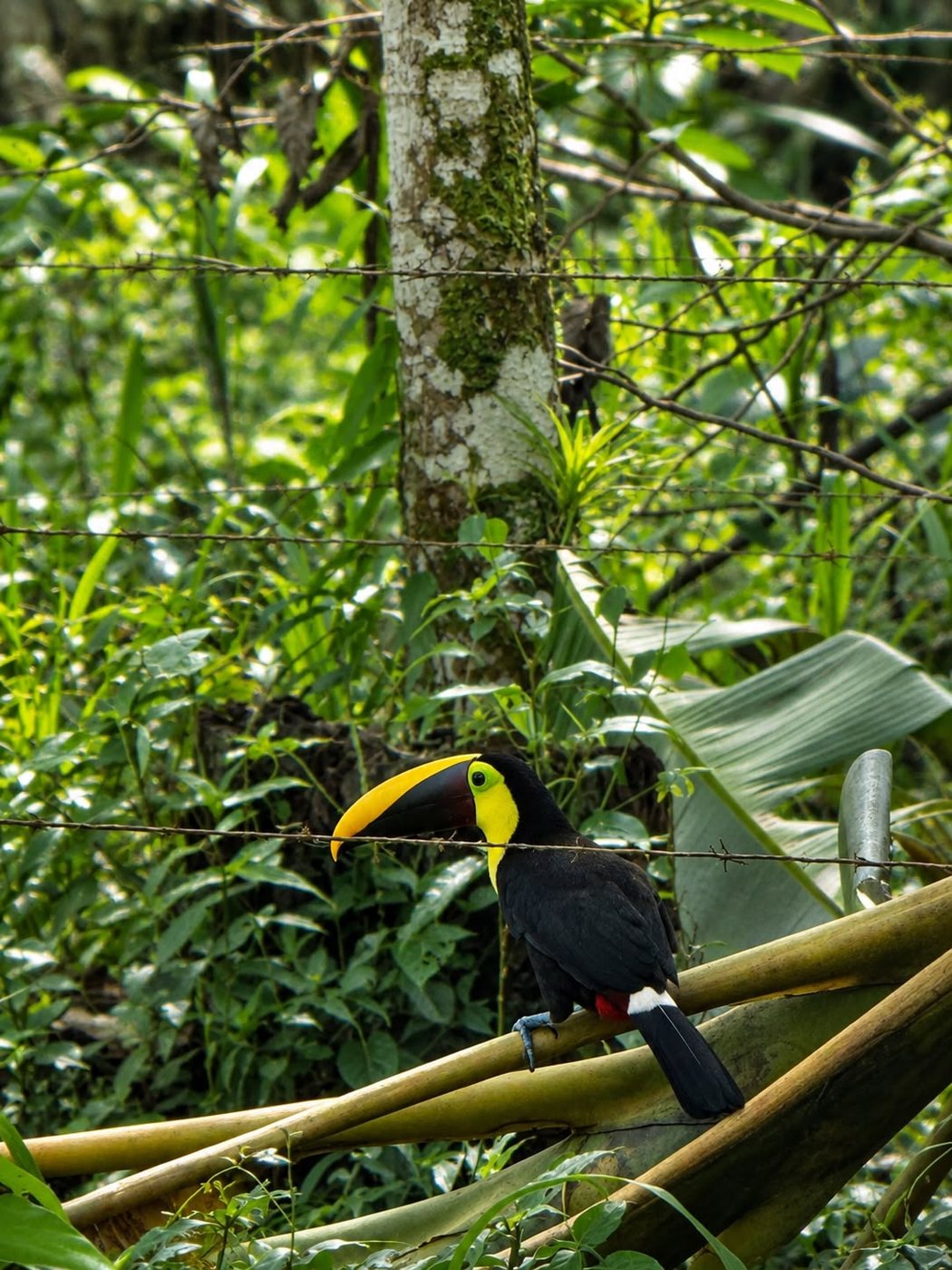 Wild bird perched among branches in Costa Rica
