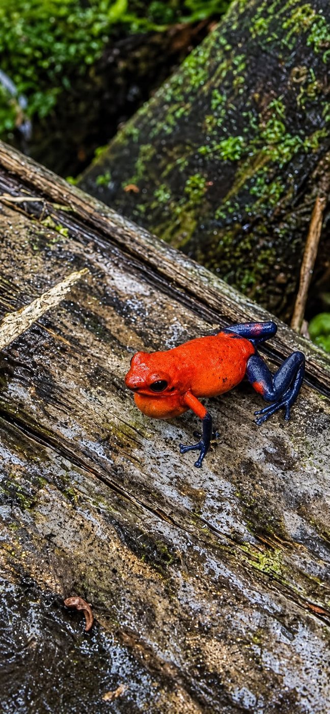Red-eyed tropical poison dart frog in its natural habitat
